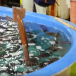 残酷すぎる！ 日本やめてー！ イカの踊り食いを見た外国人がパニック状態