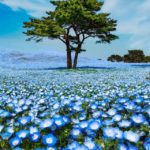 青い絨毯のような日本の風景が美しすぎると海外で話題に